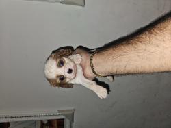 כלבים קינג צ'ארלס מכירה