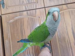 תוכי קווקאר האכלת יד חמוד מאוד לא נושך