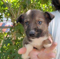 רועה אוסטרלית, הכע טובה בעולם,