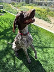 פוינטר גרמני, נקבה גזעית מדהימה