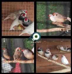 11 יח' גמבו לקו השחור: 4 זכרים, 7 נקבות