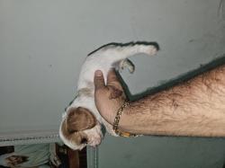 כלבים קינג צ'ארלס מכירה