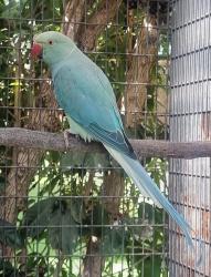 זכר קלייר אמרלד דארק נשא קינמון