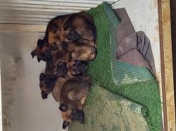 זאב מלינועה בני חודש וחצי