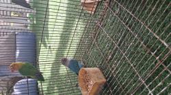 תוכי האבה פישרים בכחול וירוק