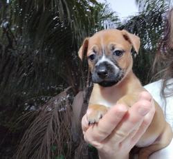 פינצ'ר מעורבת ג'ק ראסל, מאמי