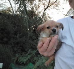 מלטיפו (פודל מעורב מלטז),