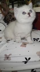 גורה סקוטית מקסימה ויפיפייה עם