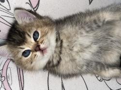 גורי חתולים גזעים מתוקים למכירה