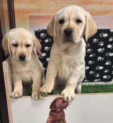 קשה שלא להתאהב