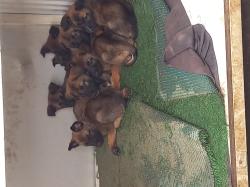 זאב מלינועה בני חודש וחצי