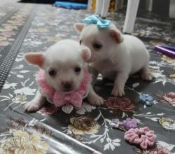 גורות ציוואוואה מיני ננסי קטנות