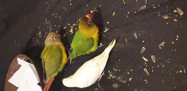 3 סוגים של תוכים קטנים