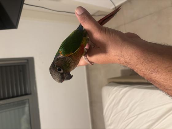 מגוון גרינציקים מוחתמים רגילים לידיים