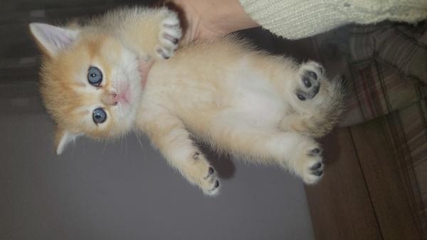 גורות סקוטיות מהממות בנות חודש