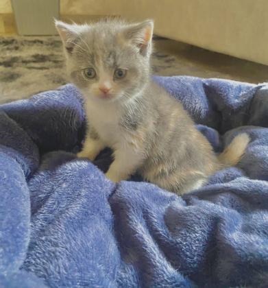 נקבה בריטית גזעית רמה גבוהה