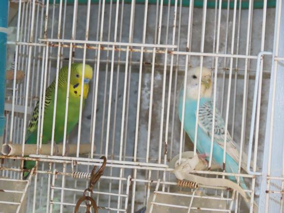 זוג אוסטרלי עובד+8 תוכונים נמכר