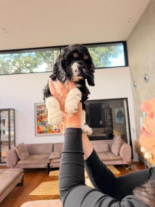 גורי קוקר ספניאל אמריקאי אמא