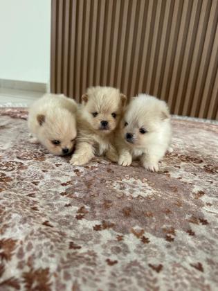 גורי פומרניאן ננסי יהיו מוכנים