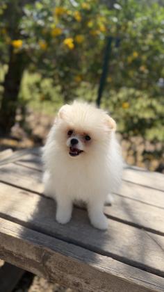 זכר פומרניין מתוק בן 4