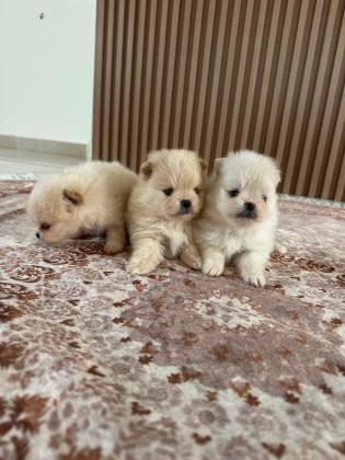 גורי פומרניאן ננסי יהיו מוכנים