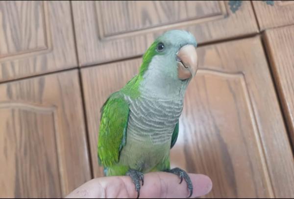 תוכי קווקאר האכלת יד חמוד מאוד לא נושך