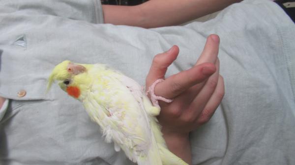 ידידותי ביותר, האכלת יד ברמה