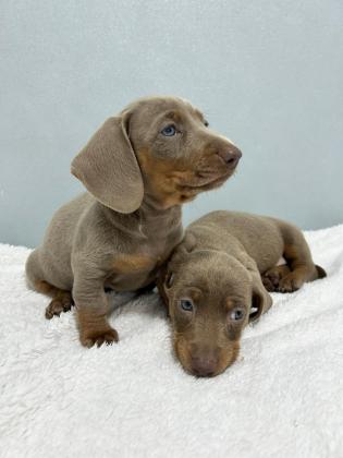 ‏תחש סטנדרט שיער קצר (לא