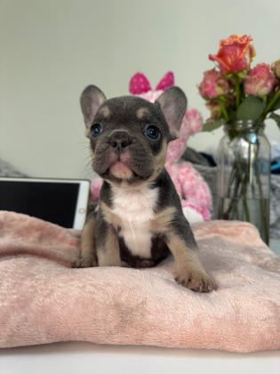 גורים בולדוג צרפתי))