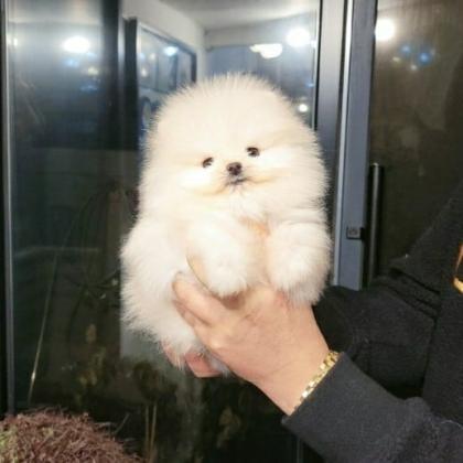 גורי פומרניין טדי בר וואוו!!!