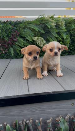 גורי ציוואווה מהממים לאחר חיסון