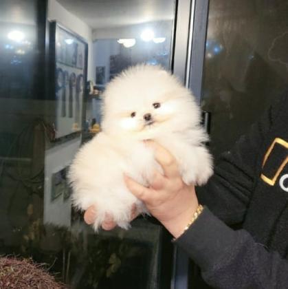 גורי פומרניין טדי בר וואוו!!!