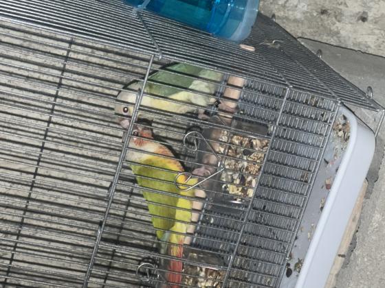 3 זוגות גריןציק יפים עובדים
