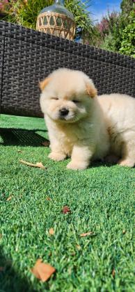 גורי צאו מהממים לאחר