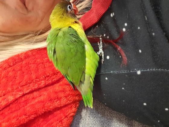 3 סוגים של תוכים קטנים