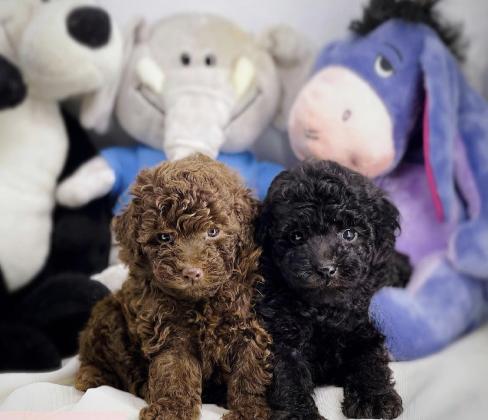 גורי פודל טוי מהממים צבע