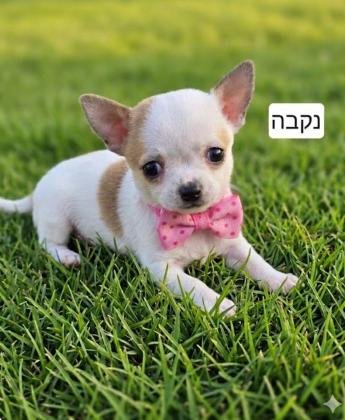 גורים ציוואווה ננסי בני חודשיים