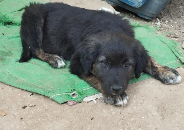 גורי בורדר קולי מעורב לברדור,