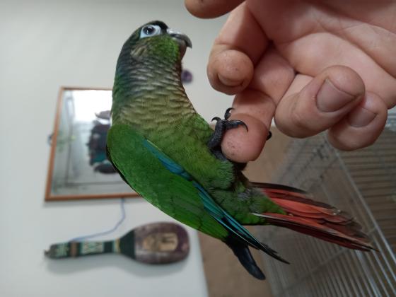 קוניור גרינשיק טורכיז בן 60