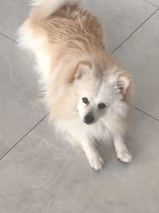 הוא חצי פומרניאן שפיץ