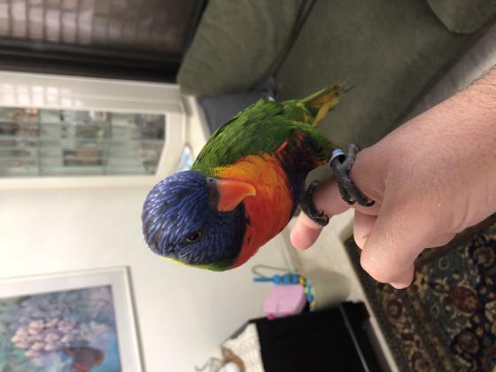 למכירה לורי סוינסון מטובע שנת