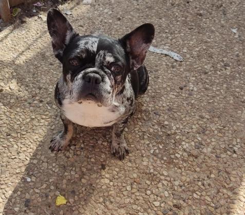 בולדוג צרפתי, בת 3, מאמי