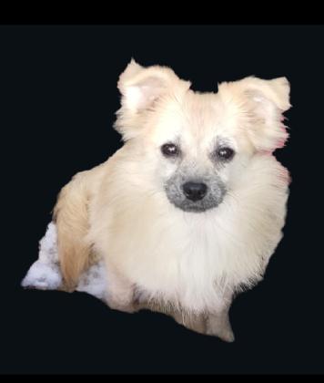 גורת פומרניאן, בת 6 חודשים,