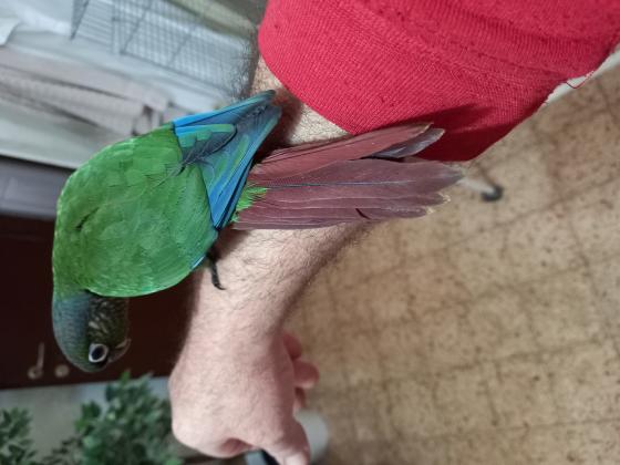 קוניור גרינשיק טורכיז בן 60