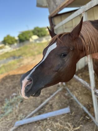 סוס ערבי עם תעודה אופי