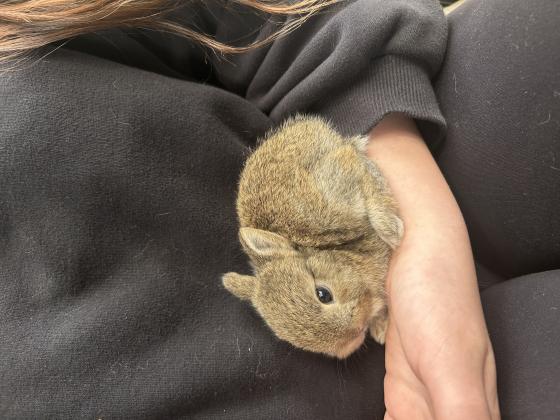 ארנב ננסי מתוק כבן חודש וחצי