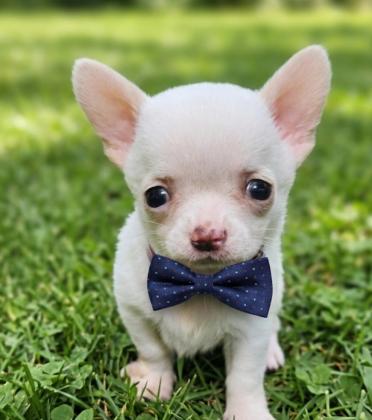 גורי ציוואווה מיני ננסי זכרים