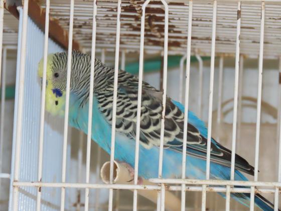 זוג אוסטרלי עובד+8 תוכונים נמכר