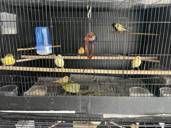 למכירה כלוב גדול כולל ציוד