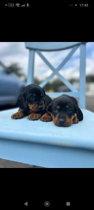 גורי תחש מושלמים!!!!  המלטה
